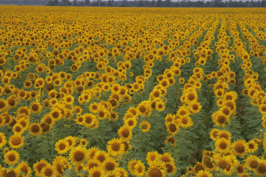 435173 (a): :3076x2052